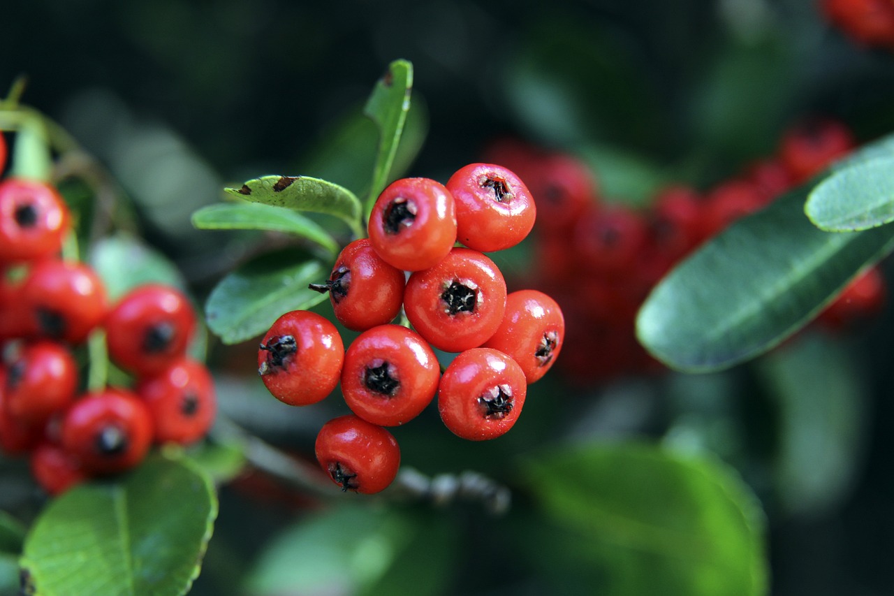 是把